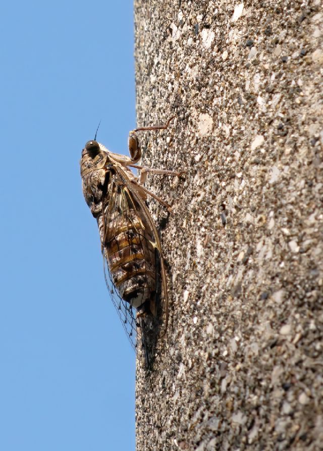 Cicala:  Cicada orni (Cicadidae)